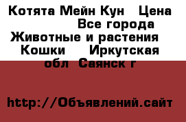Котята Мейн Кун › Цена ­ 15 000 - Все города Животные и растения » Кошки   . Иркутская обл.,Саянск г.